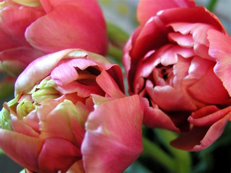 French Tulips — Bloom Expert