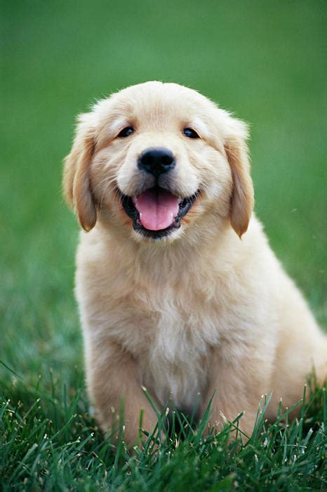 Happy Golden Pup Animals Puppies Golden Retriever