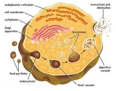 We did not find results for: Pengertian dan Fungsi Lisosom pada Tubuh | MASYAMSU