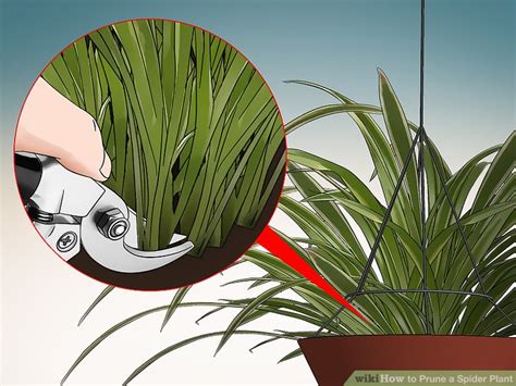 Compare too … and not … enough: How to Prune a Spider Plant: 9 Steps (with Pictures) - wikiHow