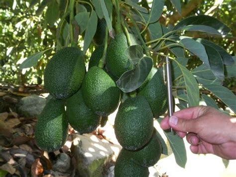 Pin van Cristian Ruiz de Villegas op Botánica