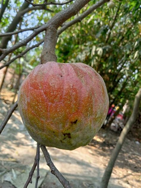 Custard Apple Sugar Apple Wallpaper Stock Photo At Vecteezy