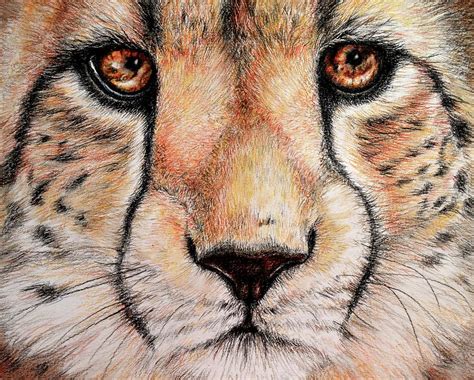 Cheetah Drawings Pictures