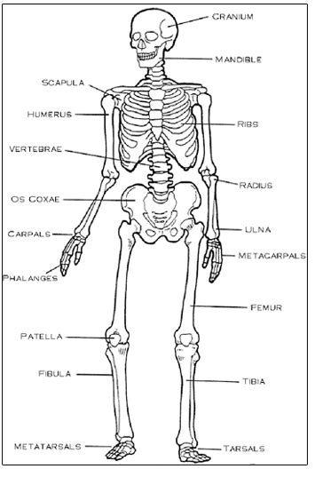 Posted in diagrams scalenes muscles. Free Kids Skeleton Drawing, Download Free Clip Art, Free ...