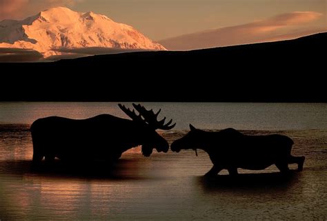 Kissing Moose And Mckinley Photograph By Ron Sanford Fine Art America