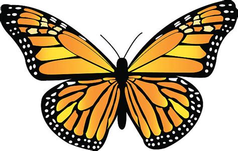 Monarch Butterfly Illustrations Royalty Free Vector