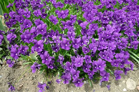 It can also grow in partial shade and high humidity, which makes it perfect for growing in florida. Viola 'Huntercombe Purple' - Plants - Oak Leaf Gardening
