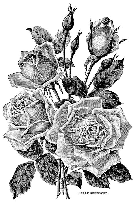 Vintage Garden Roses Flowers Adult Coloring Pages