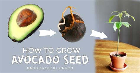 How To Grow An Avocado From Seed Easy Method — Empress Of Dirt