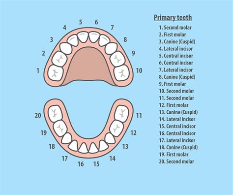 Tooth Number Chart For Adults And Children Grosse Pointe Dentist