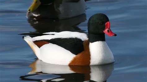 Shelduck Tadorna Tadorna Focusing On Wildlife