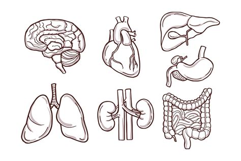 Hand Drawn Illustration Of Human Organs Medical Pictures 799379