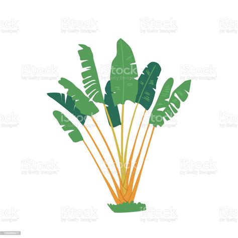 Banana Palm Tree With Green Leaves Graphic Design Elements Isolated On