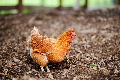 Black Sexlinks Chicken Egg Production Breed Personality And Care