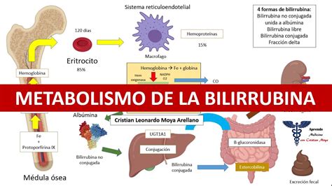 Bilirrubina Para Que Serve