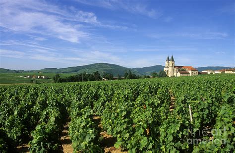 Vineyard Regnie Durette Beaujolais Wine Growing Area Departement