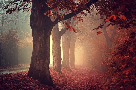 Nature Trees Fall Leaves Red Path Mist Forest Red Leaves