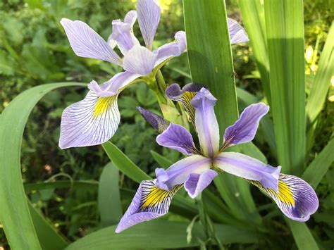 Wisconsin Wildflower Blue Flag Iris Iris Versicolor