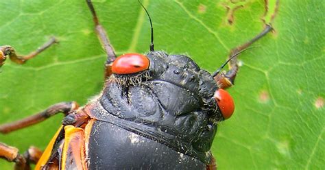 Bug Off Here Come The Big Red Eyed Cicadas