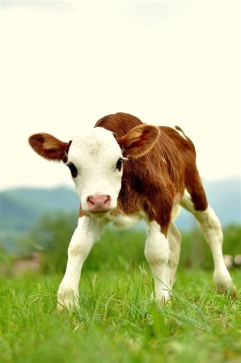 Sign Up Baby Cows Animals Beautiful Animals