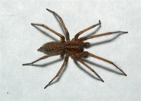 Hobo Spider Eratigena Agrestis Bugguidenet