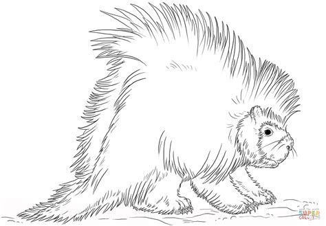 North American Porcupine Coloring Page Free Printable Coloring Pages