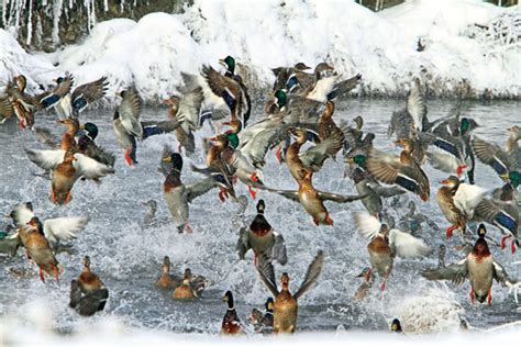 Read And React Are Duck Migration Patterns Changing Wildfowl