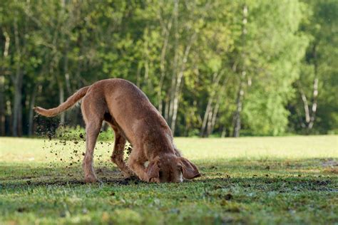Digging Dogs And What To Do About Them﻿ Leon Valley Veterinary