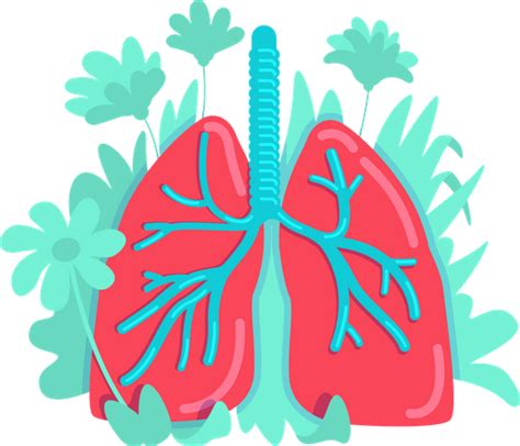 Best Premium Anatomical Lung Illustration Download In Png And Vector Format