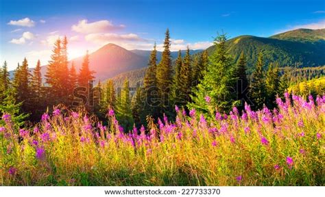 Beautiful Autumn Landscape Mountains Pink Flowers Stockfoto 227733370