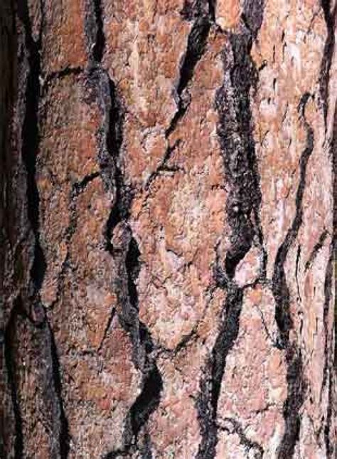 Cropped Tree Bark Bg41