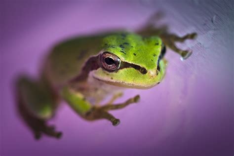 Red Eyed Tree Frog Hd Amphibian Hd Wallpaper Rare Gallery