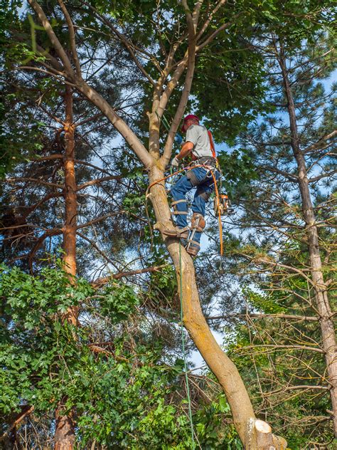 Down To Earth Tree Service Tree Pruning And Trimming