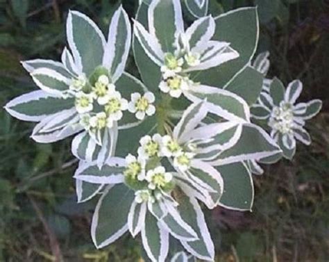 20 Snow On The Mountain Euphorbia Marginata Variegated Etsy Shade