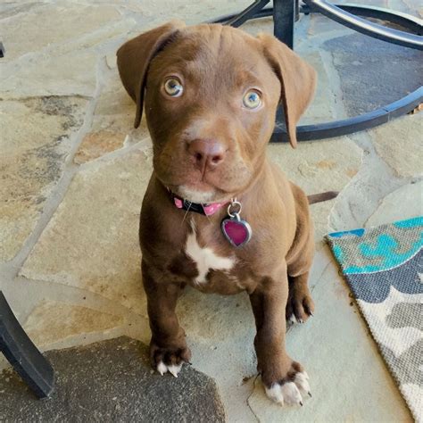 Chocolate Lab Pitbull Puppy Pitbull Mix Puppies Lab Pitbull Mix