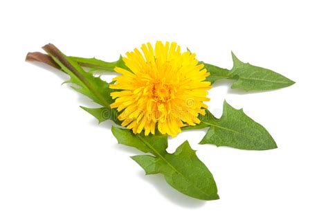 Dandelion Stock Photo Image Of Blowball Bloom Officinale 30574642