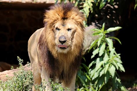Free Photo Lion King Of The Jungle Animal Free Image On Pixabay