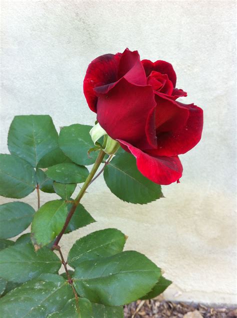 A Perfect Abe Lincoln Rose Memorial Garden Rose Rose Garden