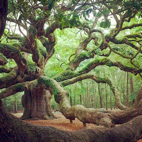 Enchanting Angel Oak Tree In Angel Oak Park On Johns Island Southern