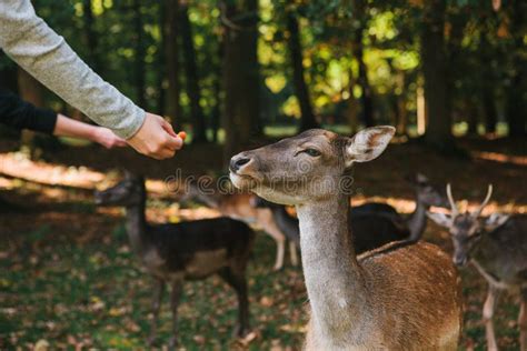 People Feed A Group Of Deer In The Forest Caring For Animals Stock