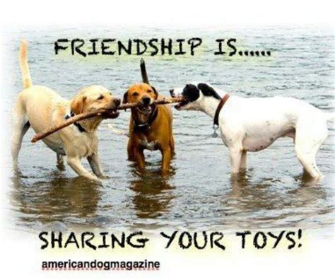 Bffs Labrador Retriever Friendship Animals Labrador Retrievers