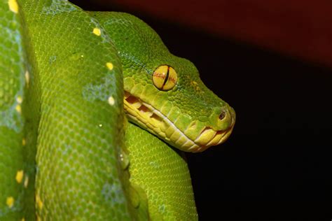 Green Tree Python Imgur