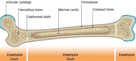 Resting hyaline cartilage, zones of proliferation. bones