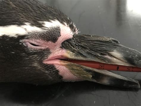 Penguins X Ray Showed Why She Was Limping And More Paradise Park
