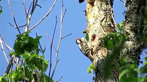 They are marked very similarly, but there are some subtle differences. Downy Woodpecker feeding of fledgling birds in our backyard - YouTube