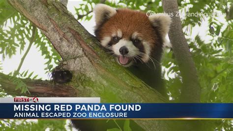 Columbus Zoo Red Panda Safe And Sound After Escaping Enclosure Youtube