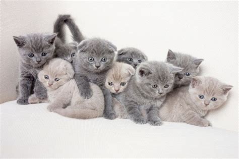 The british shorthair, also called the english cat or simply the brit, is the national cat of the british isles. British Shorthair price range. British Shorthair kittens ...
