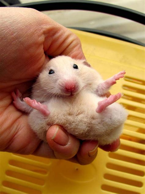 156 Adorable Hamsters That Will Cause A Cuteness Overload