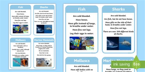 Under The Sea Fact Flashcards Under The Sea Animal Groups Display