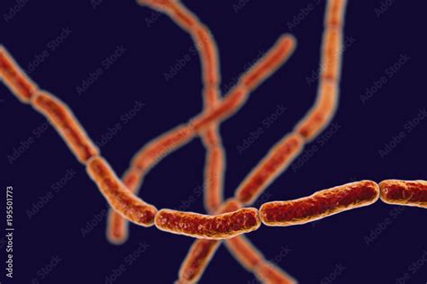 Streptobacillus Moniliformis Bacteria 3d Illustration Gram Negative
